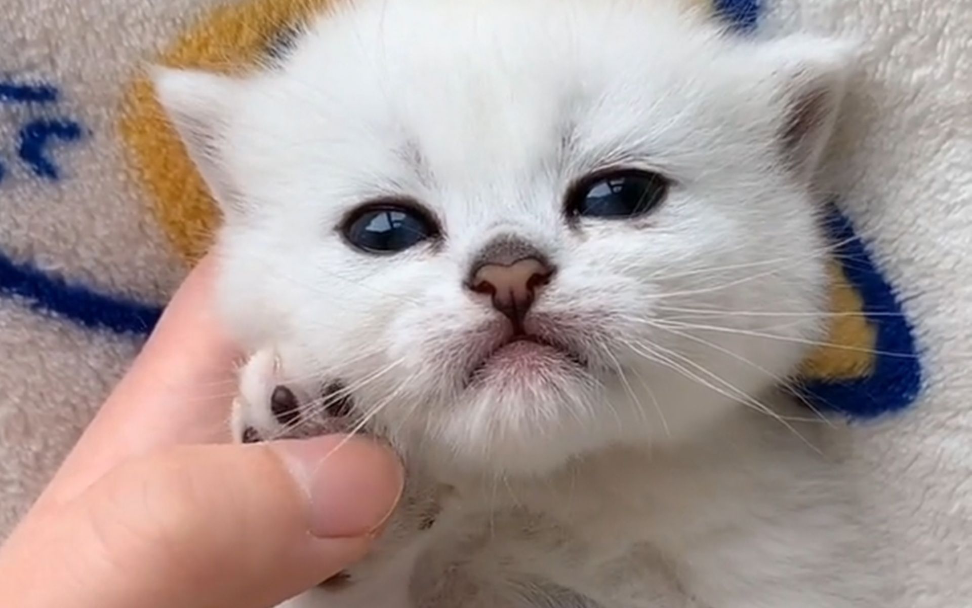 宝宝好奇逗高冷猫猫