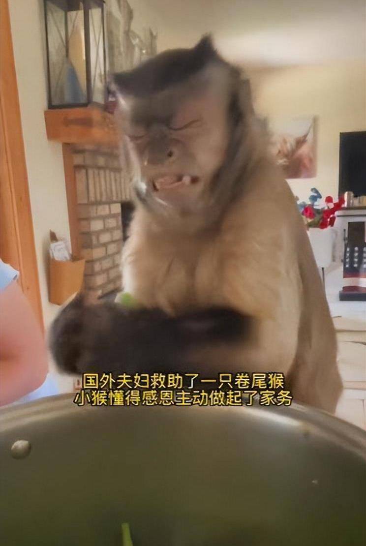 外国网友开始打听一只中国猴子